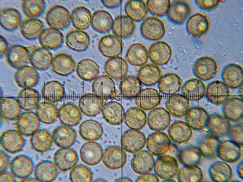 Perichaena corticalis